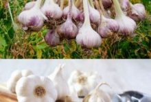 Garlic Benefits, How To Use And Side Effects
