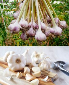 Garlic Benefits, How To Use And Side Effects